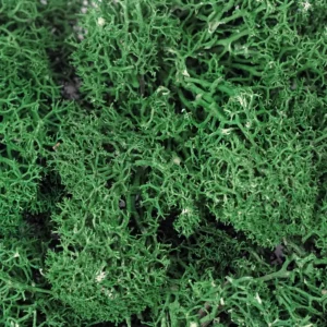 Islandmoos Altgrün naturmaterialien-islandmoos-altgruen-beutel-detail