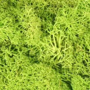 naturmaterialien-islandmoos-apfelgruen-beutel-detail