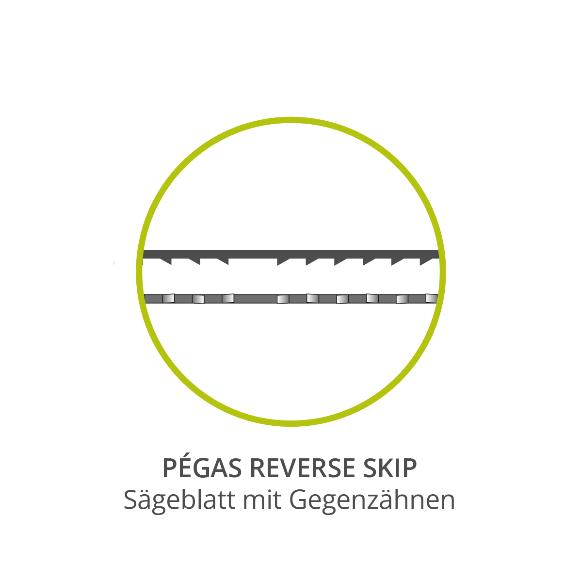 Pégas Skip Reverse Laubsägeblätter (Gros) pegas-laubsaegeblaetter-reverse-skip-ansicht-ueberarbeitet